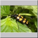 Leptura quadrifasciata - Vierbindiger Schmalbock 10.jpg